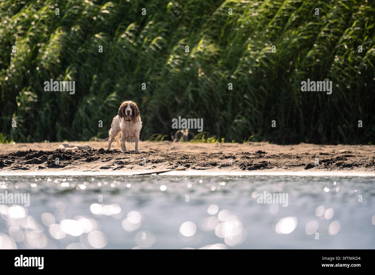Cocker inglese vicino al fiume Foto Stock