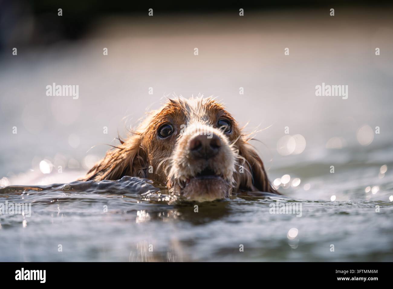 Cane Cocker Spaniel che nuota nel fiume, primo piano Foto Stock