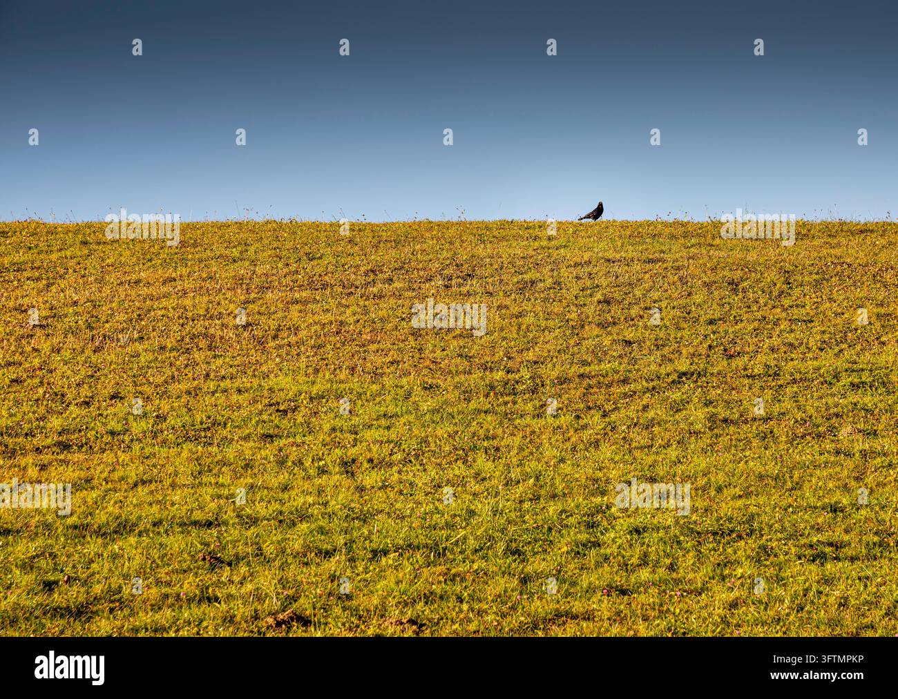 Un singolo corvo appollaiato su un prato sotto un cielo blu, che funge da esempio eccezionale della regola dei terzi nella composizione Foto Stock