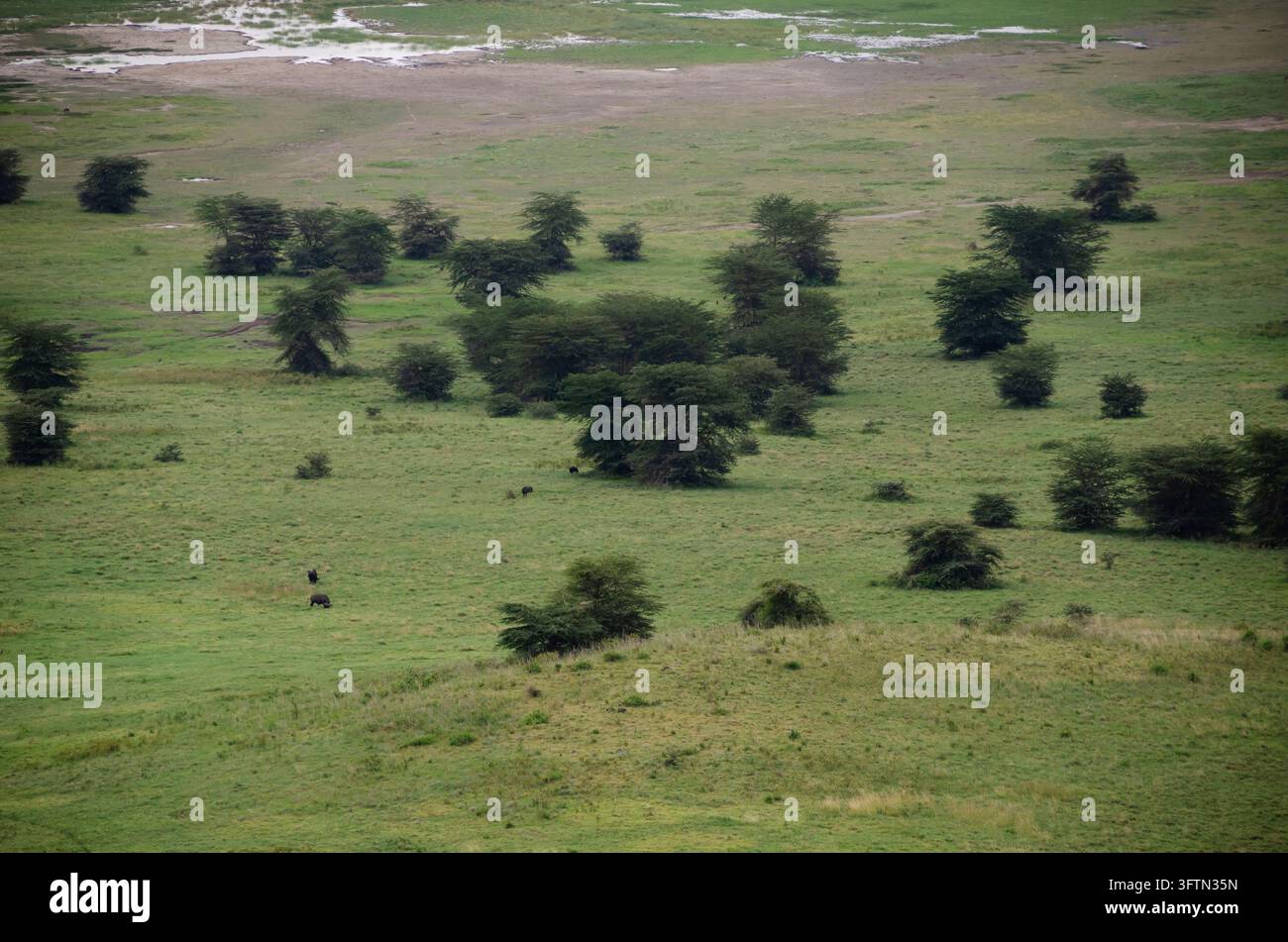 Prateria e alberi sparsi nel cratere del Ngorongoro Foto Stock