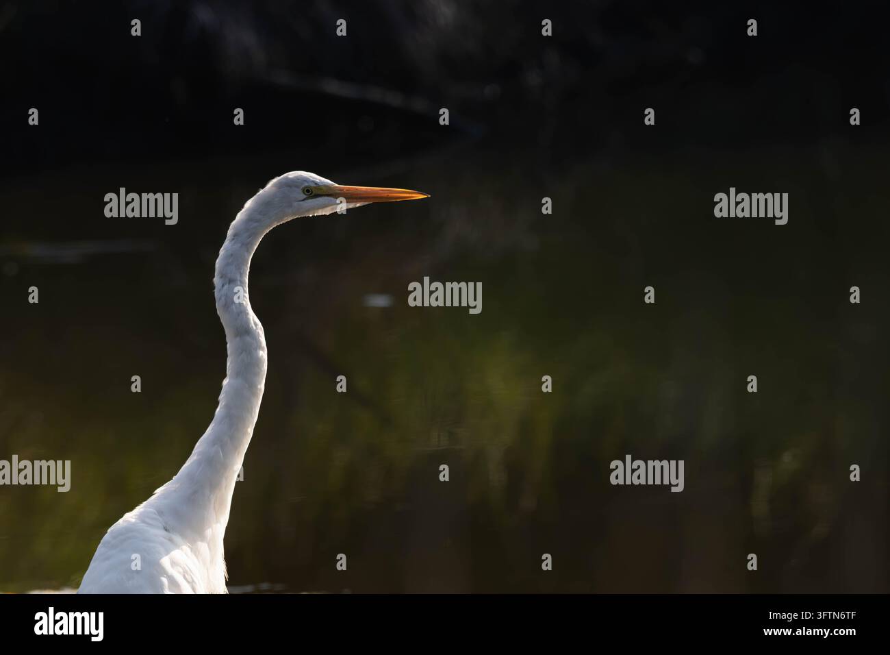 Un primo piano dettagliato di profilo di una Airone cenerino (Ardea alba) che mette in risalto il suo elegante collo bianco a forma di S e il becco arancione affilato su uno sfondo scuro e suggestivo Foto Stock