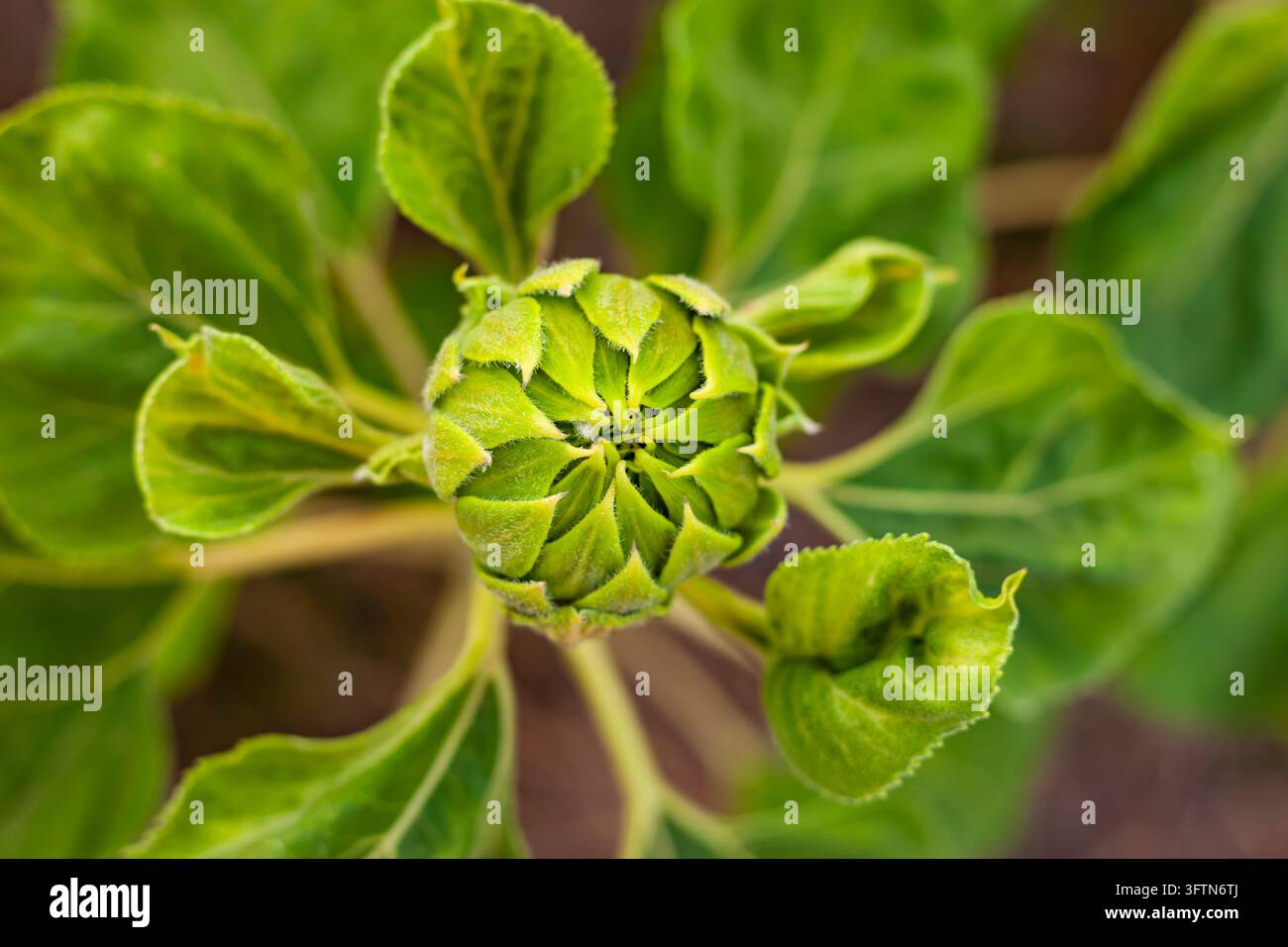 Vista dall'alto primo piano di un giovane bocciolo di girasole verde non ancora aperto circondato da una vegetazione fresca e vivace in un campo soleggiato Foto Stock