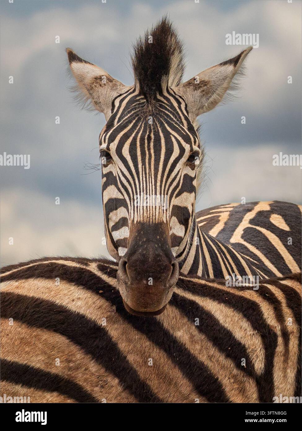 Ritratto di una zebra della prateria (Equus quagga) che mostra il caratteristico motivo a strisce nel Parco Nazionale del Kruger, Mpumalanga, Sudafrica. Foto Stock