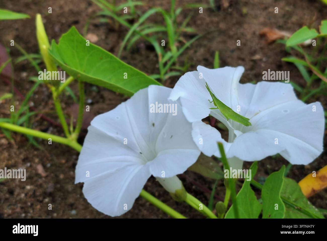 Una piccola cavalletta verde appollaiata su un bellissimo petalo di fiore di morning glory bianco, catturando un momento autentico della fauna nel giardino Foto Stock