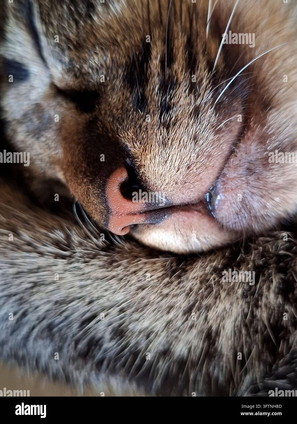 Vista macro dettagliata del muso di un gatto tigrato addormentato, che mostra la texture del suo naso rosa, dei baffi morbidi e del pelo striato in un momento di pace Foto Stock