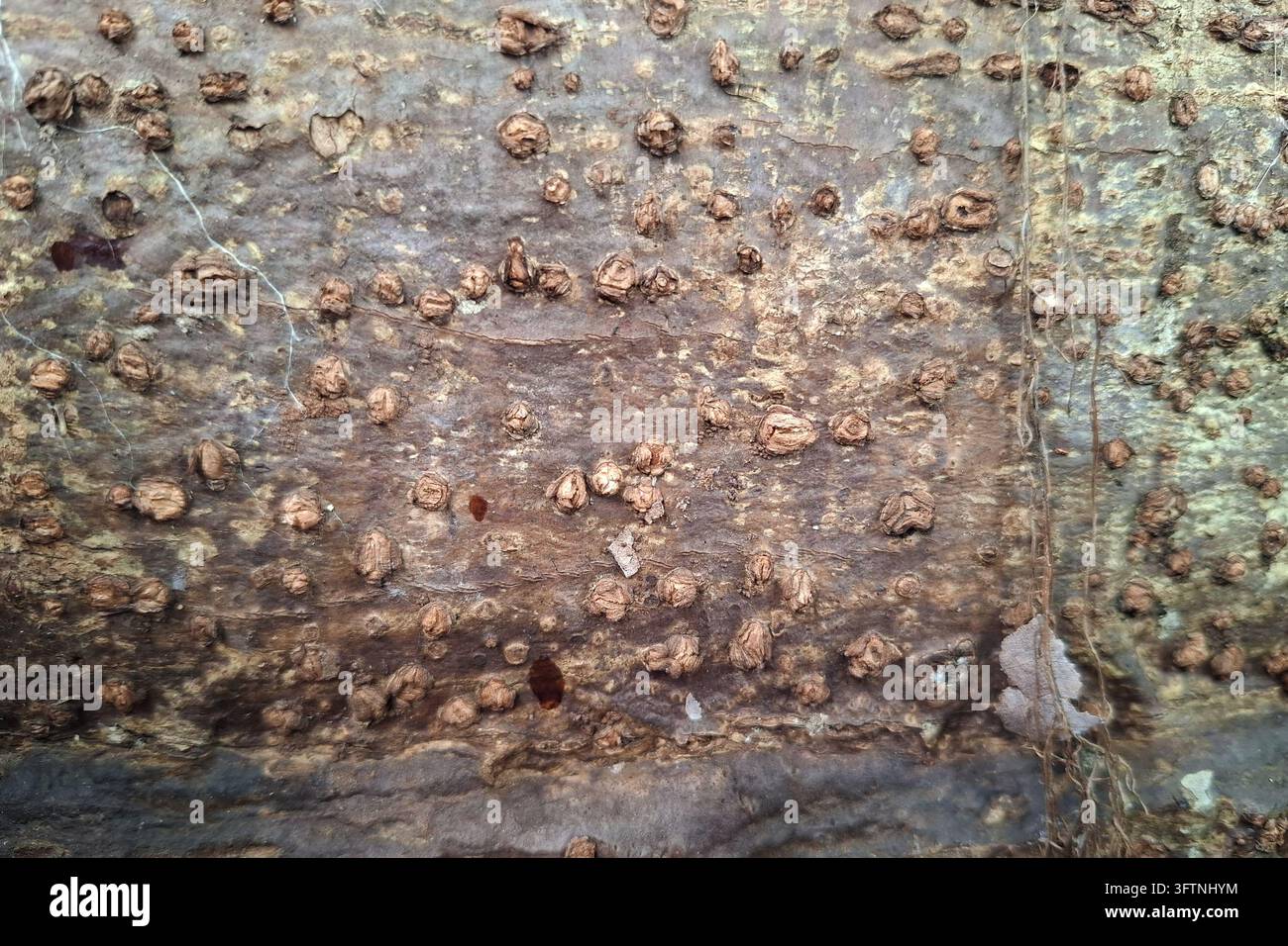 Vista macro dettagliata di una superficie ruvida di corteccia d'albero coperta da protuberanze nodose uniche e texture naturali, che mostra motivi di sfondo organici Foto Stock