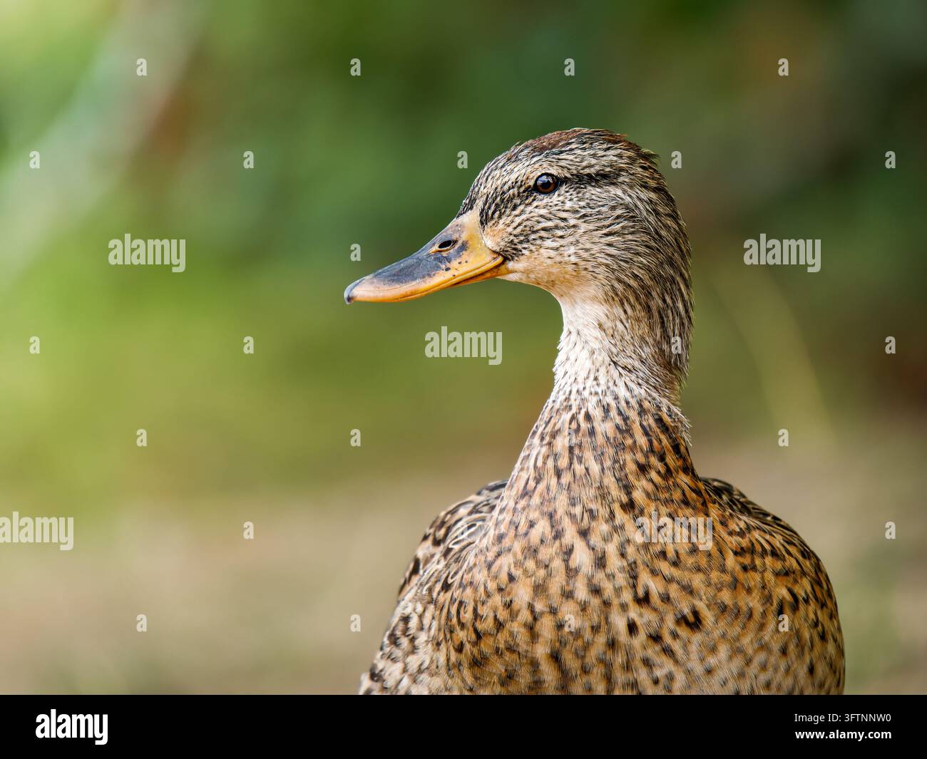 Un primo piano di una anatra reale femmina (Anas platyrhynchos) a Clairvaux-les-Lacs. Foto Stock