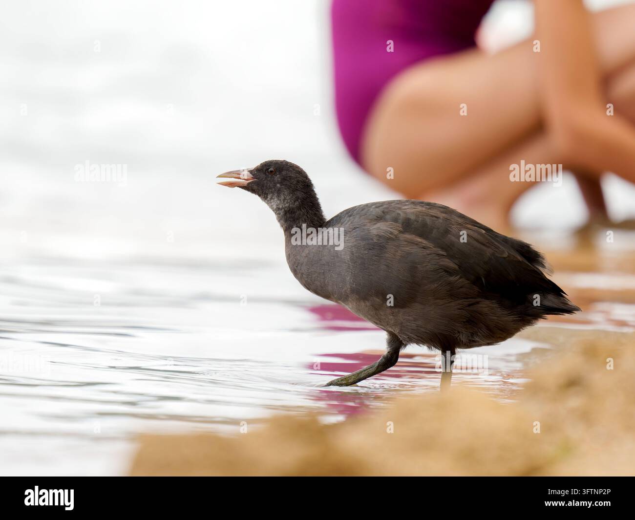 Folaga eurasiatica (Fulica atra) in piedi sul bordo dell'acqua a Clairvaux-les-Lacs. Foto Stock