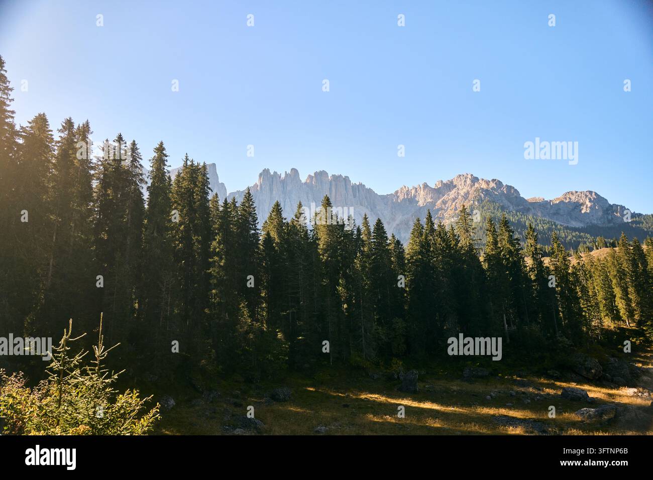 Foresta di conifere illuminata dal sole con picchi frastagliati delle Dolomiti che si ergono sotto un cielo blu limpido alla luce del tardo pomeriggio, lunghe ombre del prato e primo piano roccioso Foto Stock