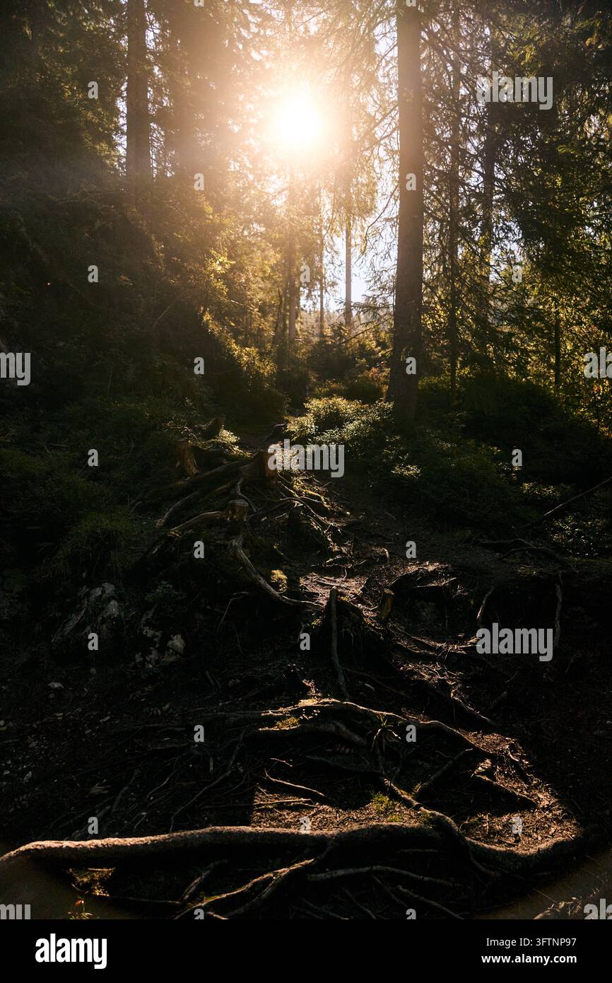 La luce del sole filtra attraverso alti pini su radici esposte e sottobosco muschioso in una radura boschiva creando un bagliore dorato caldo e ombre profonde Foto Stock