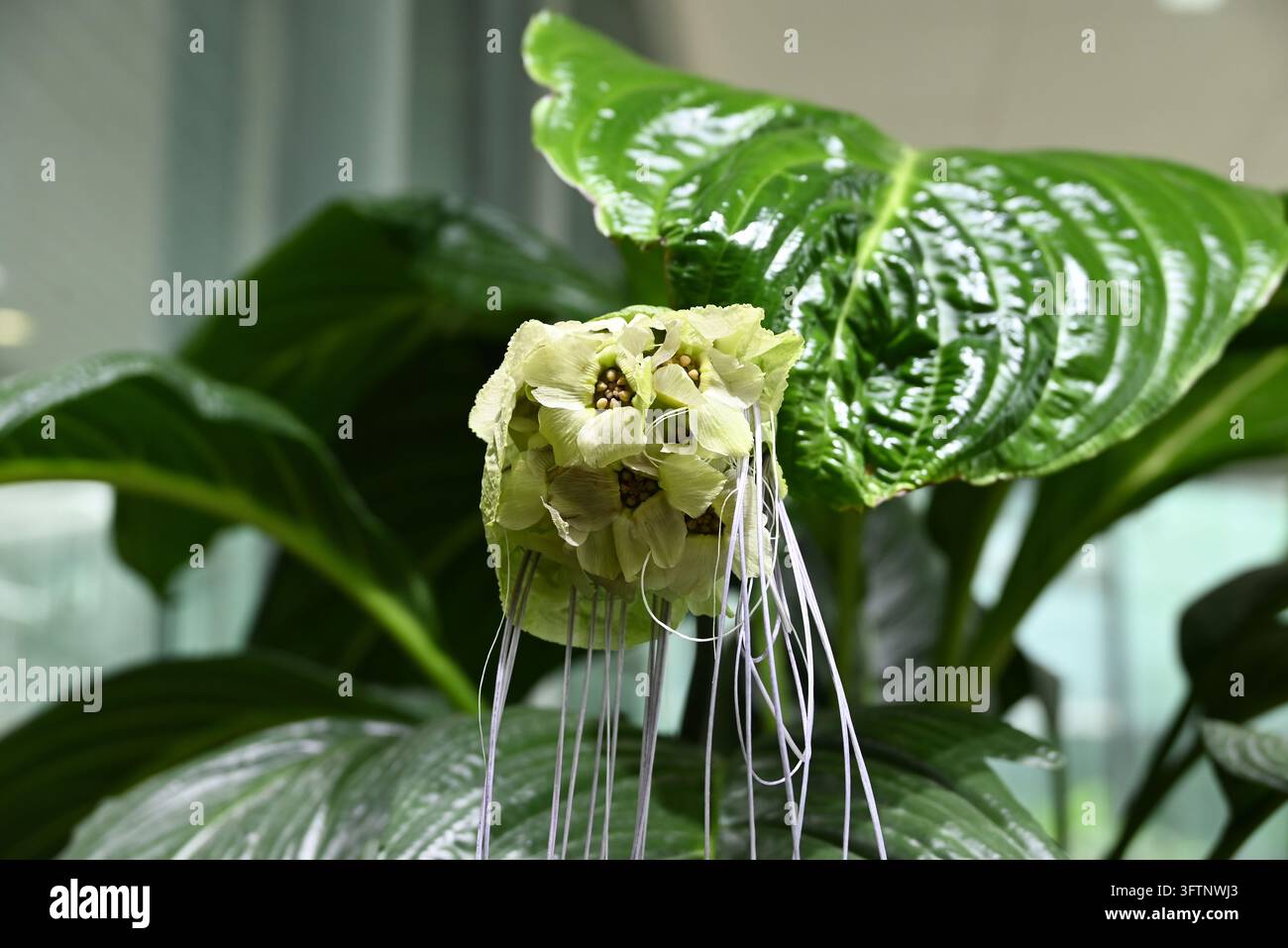 Una fiore esotico di pipistrello bianco (Tacca integrifolia) fiorisce con brattee larghe uniche e lunghe baffi filiformi tra una fitta vegetazione verde lucida Foto Stock