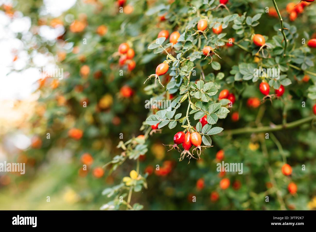 Prima piano di bacche di rosa canina rosse mature appese ai rami con foglie verdi. Bellissime bacche di rosa canina su un cespuglio in autunno sotto una luce soffusa, messa a fuoco selettiva Foto Stock