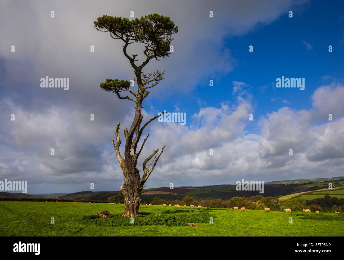 Albero solitario in un ambiente rurale Foto Stock