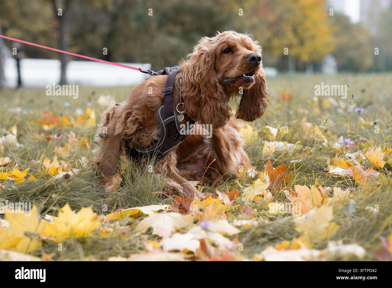 Golden Cocker Spaniel che tira la guinzaglio in primo piano rappresentante un concetto di addestramento del cane, correzione del cattivo comportamento animale e controllo delle impulsi canini. Foto Stock
