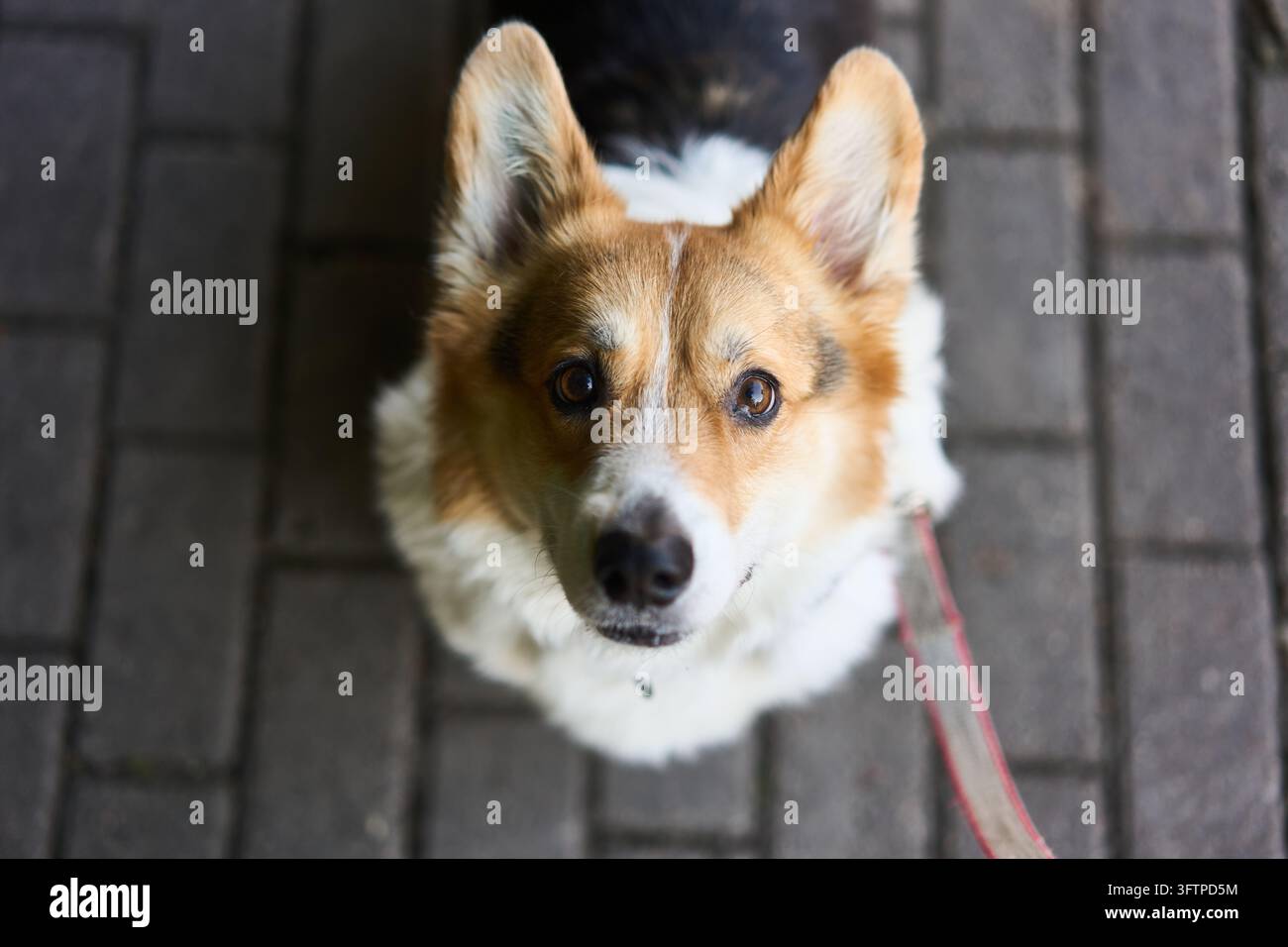 Ritratto ravvicinato di un Corgi gallese Pembroke tricolore seduto su un marciapiede lastricato, che guarda attentamente verso l'alto con orecchie erette e un petto bianco soffice, al guinzaglio Foto Stock