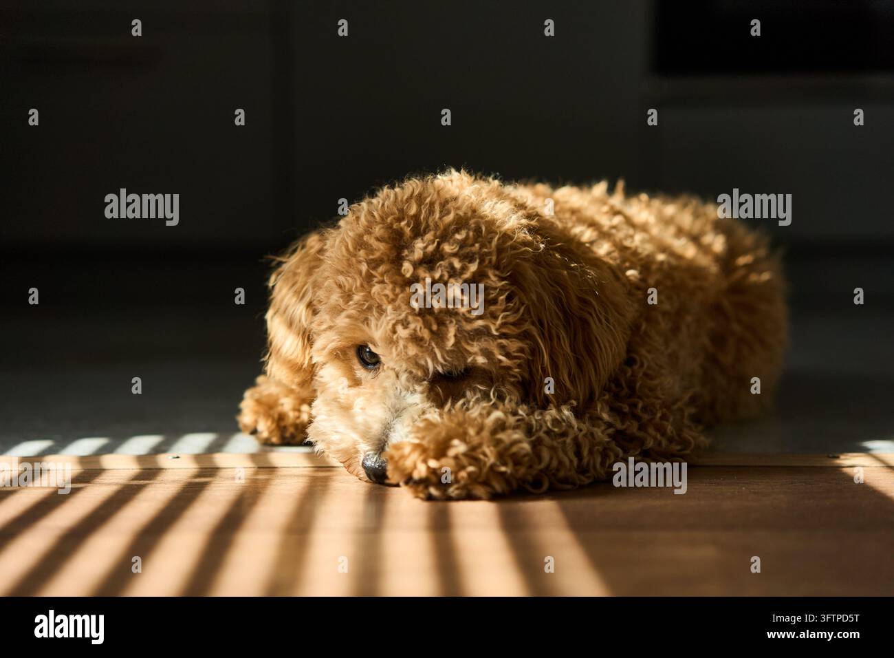 Cane riccio color albicocca che riposa su pavimento di legno alla luce del sole con ombre a strisce di tende e atmosfera accogliente in interni, ritratto in primo piano di un animale domestico assonnato con caldo morbido Foto Stock