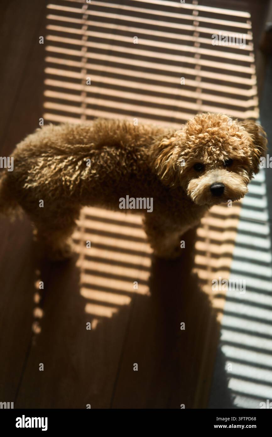 Cucciolo marrone riccio in piedi su pavimento in legno con luce striata proveniente dalle persiane che proietta un motivo di ombre sul corpo e sul pavimento, ambiente interno caldo e accogliente Foto Stock