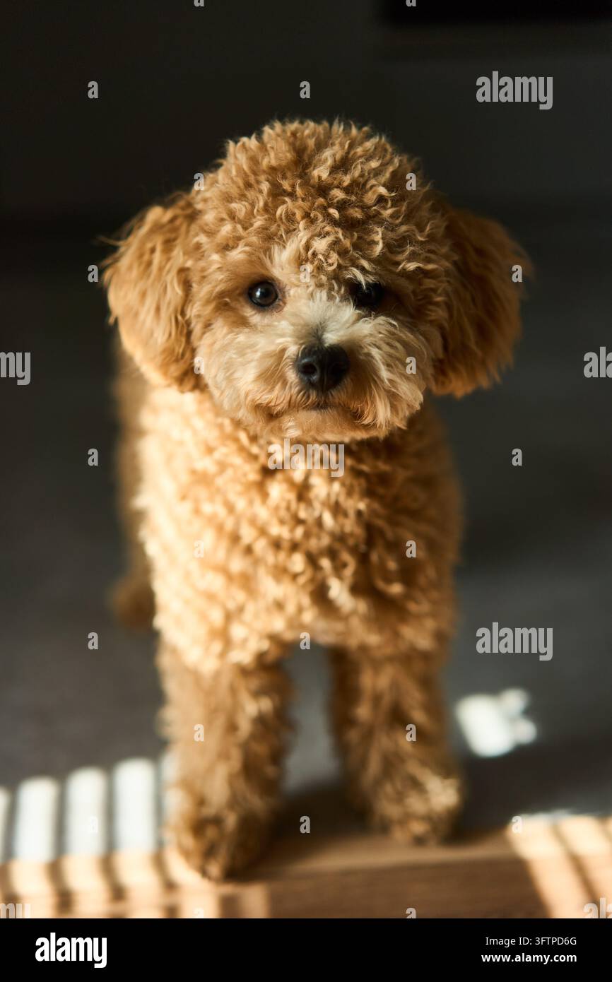 Ritratto ravvicinato di un piccolo cane riccio color albicocca con luce direzionale calda e profondità di campo ridotta, espressione vigile e mantello soffice all’interno Foto Stock