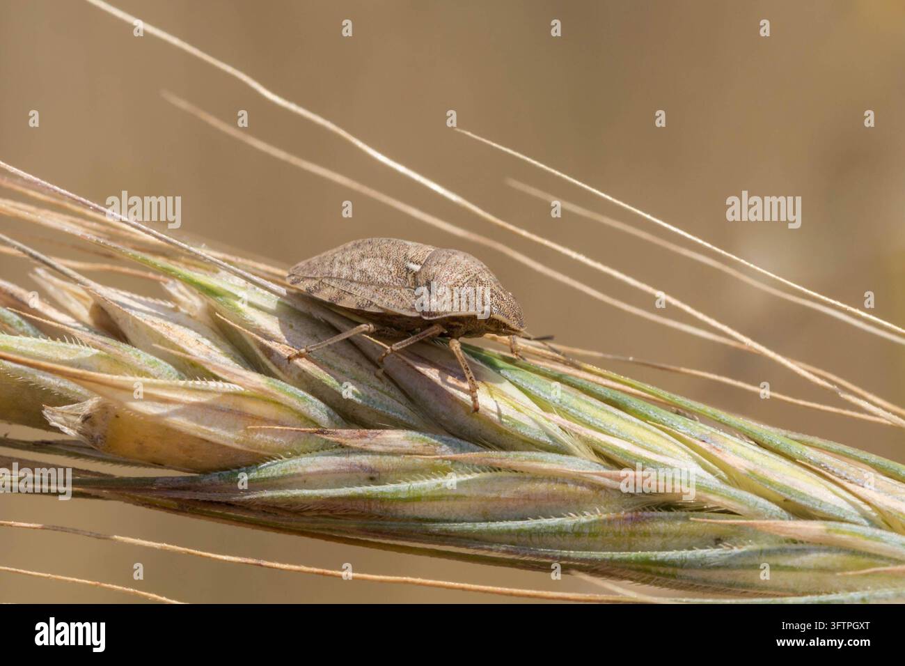 Sonnato (Eurygaster maura) che riposa su grani di frumento maturi, con un corpo marrone a forma di scudo tra spighe dorate di cereali Foto Stock