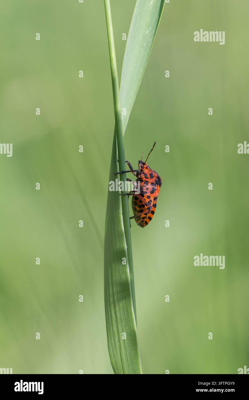 Rincignone striato (Graphosoma lineatum) con vivaci strisce longitudinali rosse e nere appoggiato su una sottile foglia d'erba verde Foto Stock