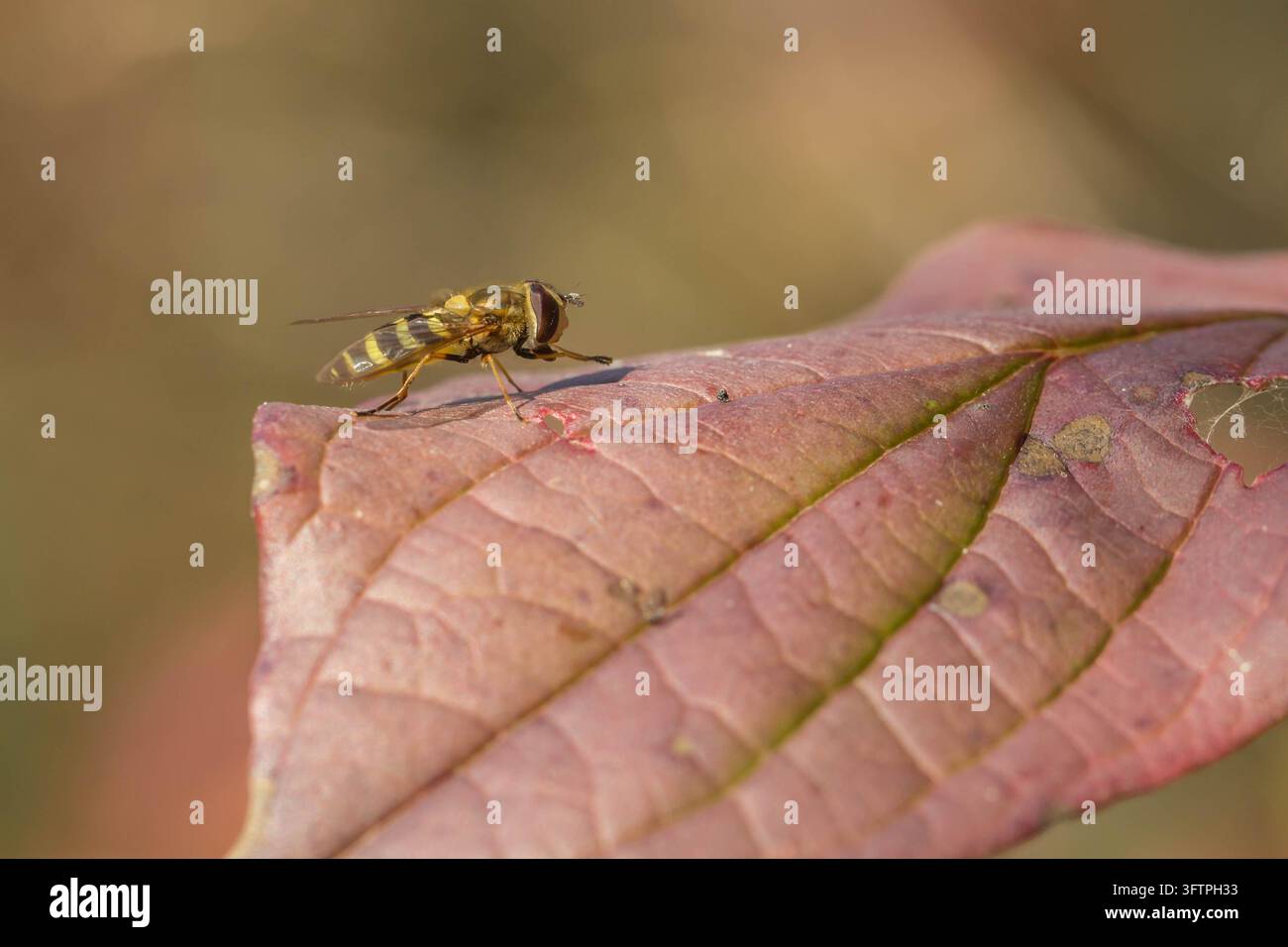 Mosca hoverfly del genere Syrphus in riposo su una foglia secca, con un addome a strisce gialle e nere su uno sfondo naturale sfocato Foto Stock