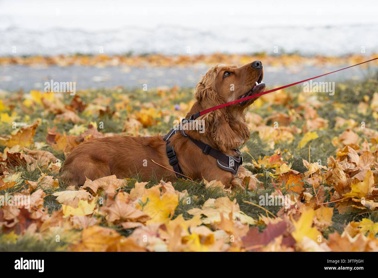 Golden Cocker Spaniel che tira la guinzaglio, primo piano che rappresenta un concetto di addestramento del cane, correzione del cattivo comportamento animale e controllo degli impulsi canini. Stock p Foto Stock