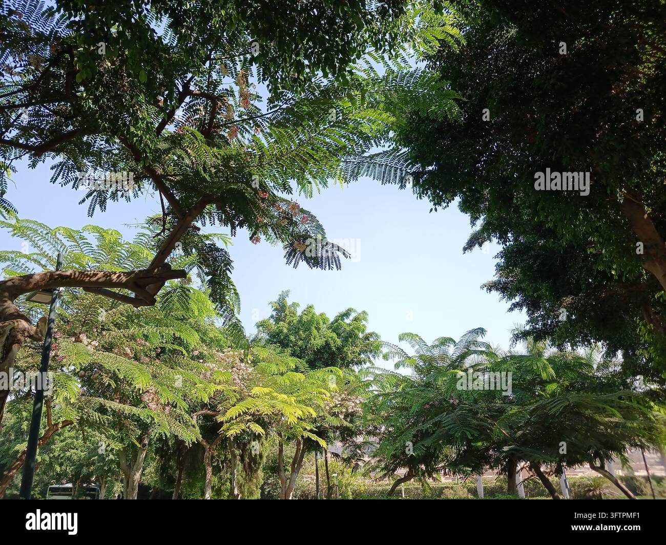 Alberi rigogliosi e verdi con una vegetazione bellissima che incorniciano un cielo azzurro limpido in un parco pubblico tranquillo, ispirando un senso di profonda serenità, aria fresca e connessione - Immagine stock catturata con smartphone