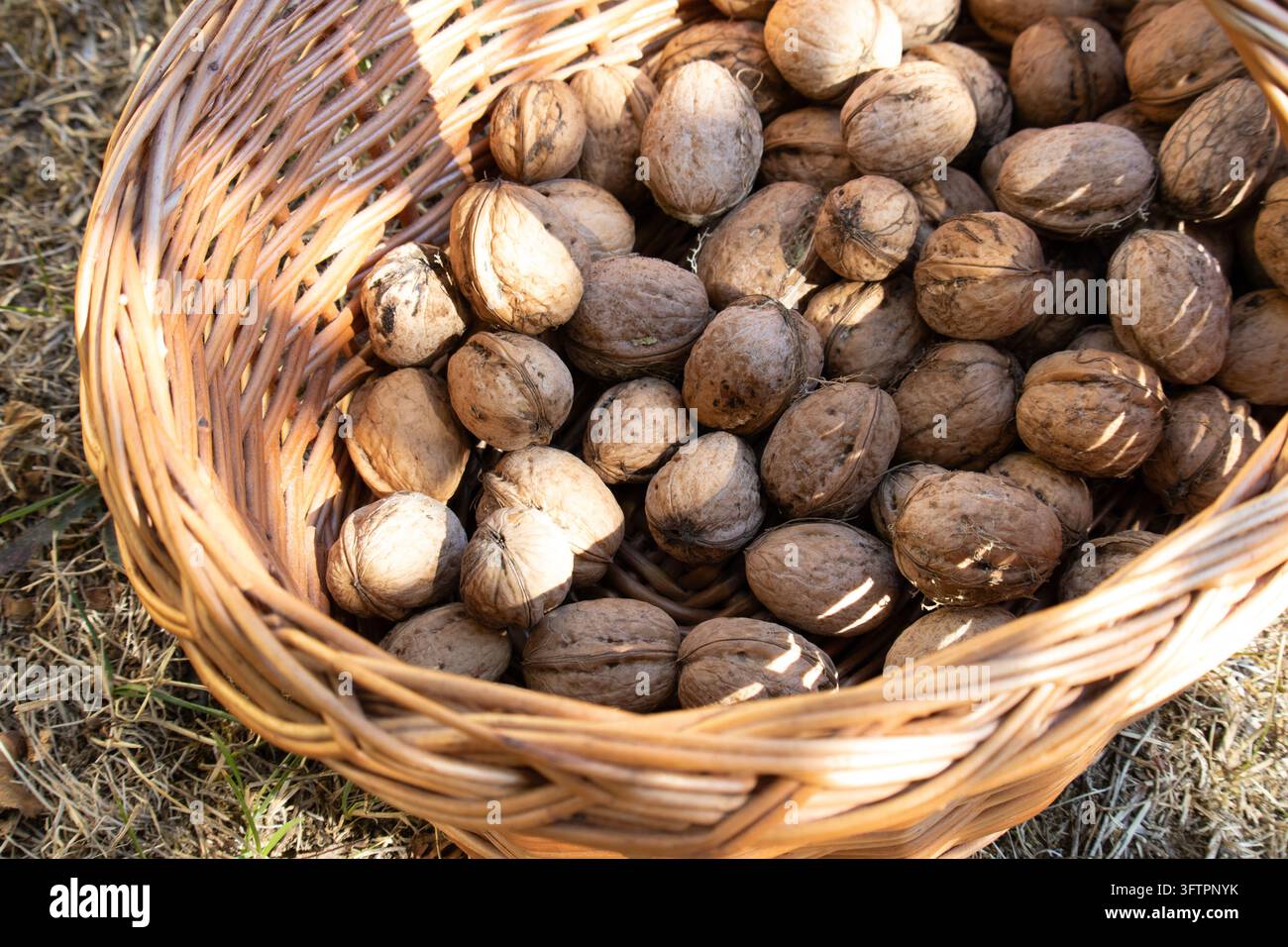 Noci di walnut coltivate in casa in un cestino di vimini intrecciato rustico e pulito su erba secca e marrone. Le noci sono senza guscio. Prodotti del mercato biologico degli agricoltori. Foto Stock