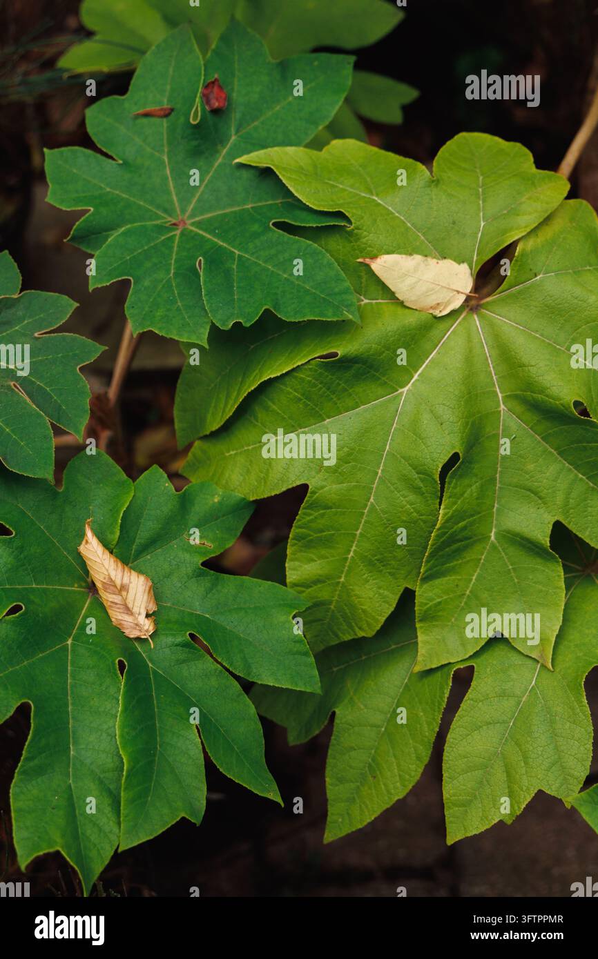 Grandi foglie verdi lobate con venature pallide e due foglie secche cadute in autunno. Foto Stock