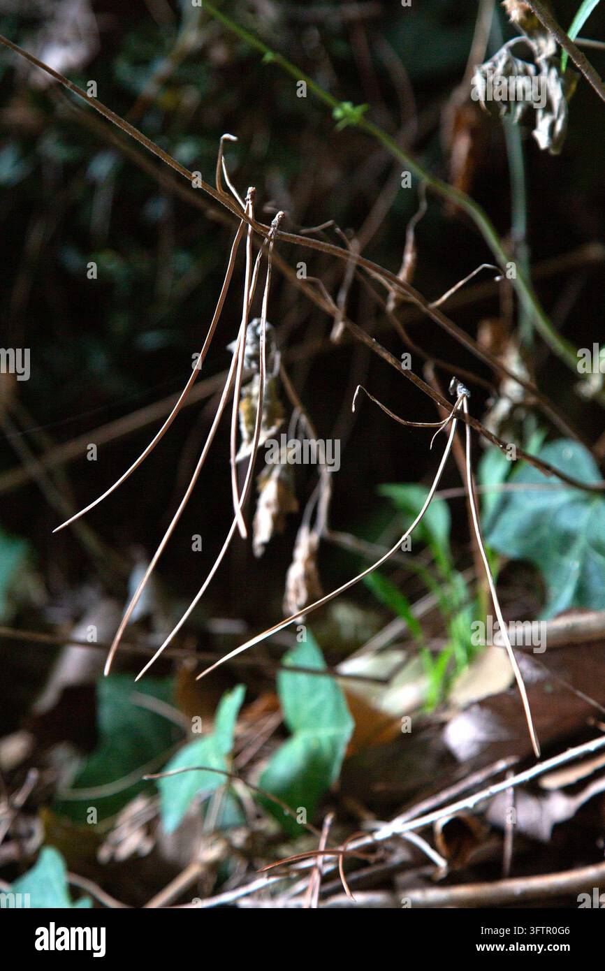 Rami secchi e viti aggrovigliate che attraversano il suolo del bosco con foglie verdi sparse, luce naturale soffusa e texture boschiva a fuoco poco profondo Foto Stock
