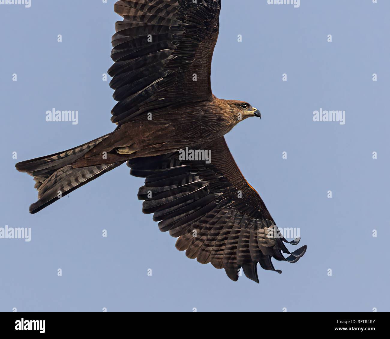 Un falco nero che passa sopra Foto Stock