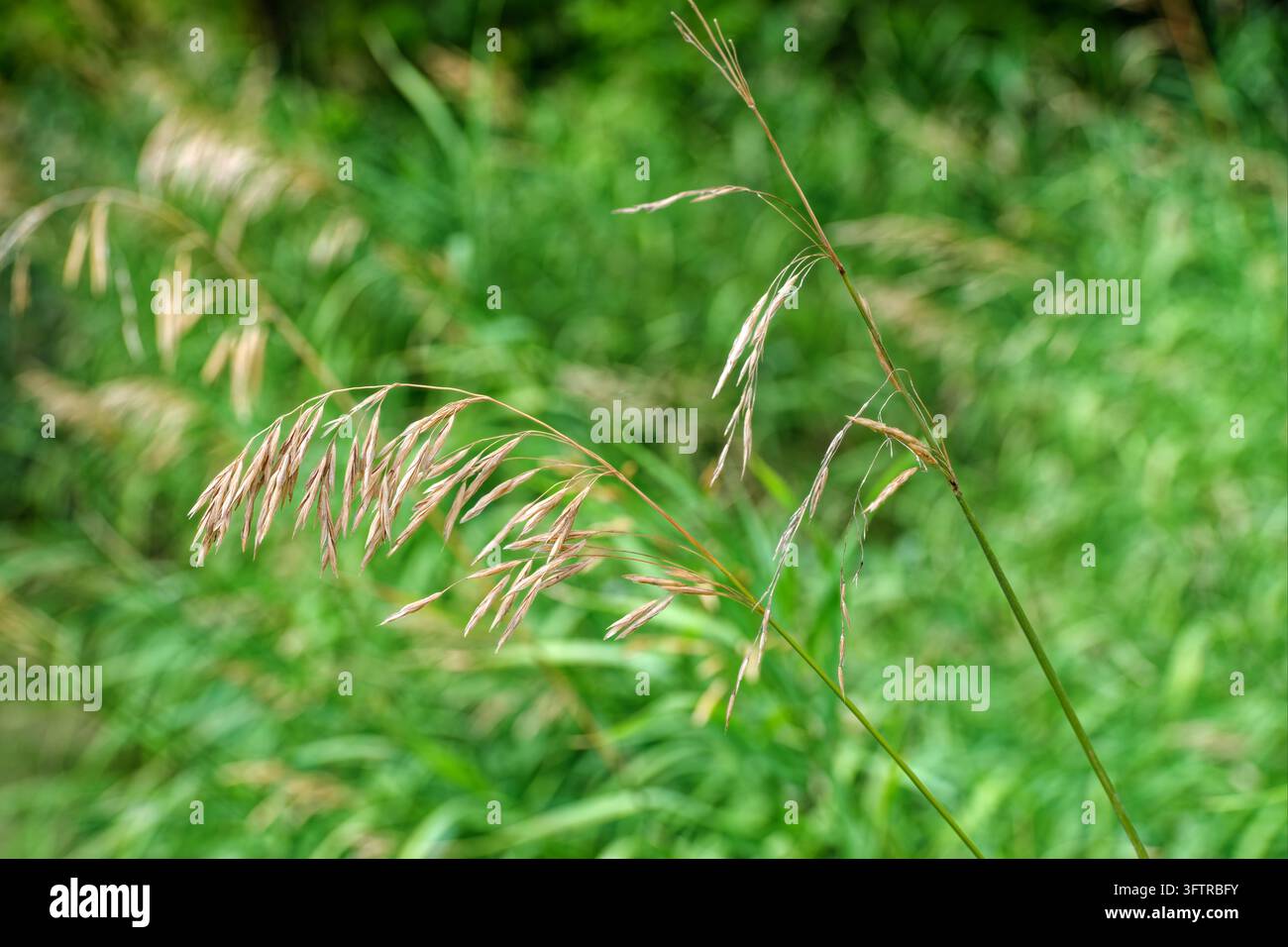 Dettagli di erba a capelli ondulati selvatica (Avenella flexuosa) che cresce nel sud del Montana, USA Foto Stock