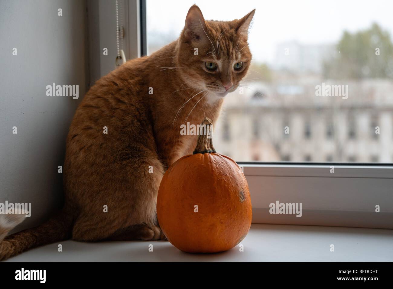 Gatto zenzero seduto eretto con la coda appoggiata sul davanzale accanto a una zucca, edifici lontani visibili attraverso il vetro. Compagno di animale domestico, vita stagionale Foto Stock