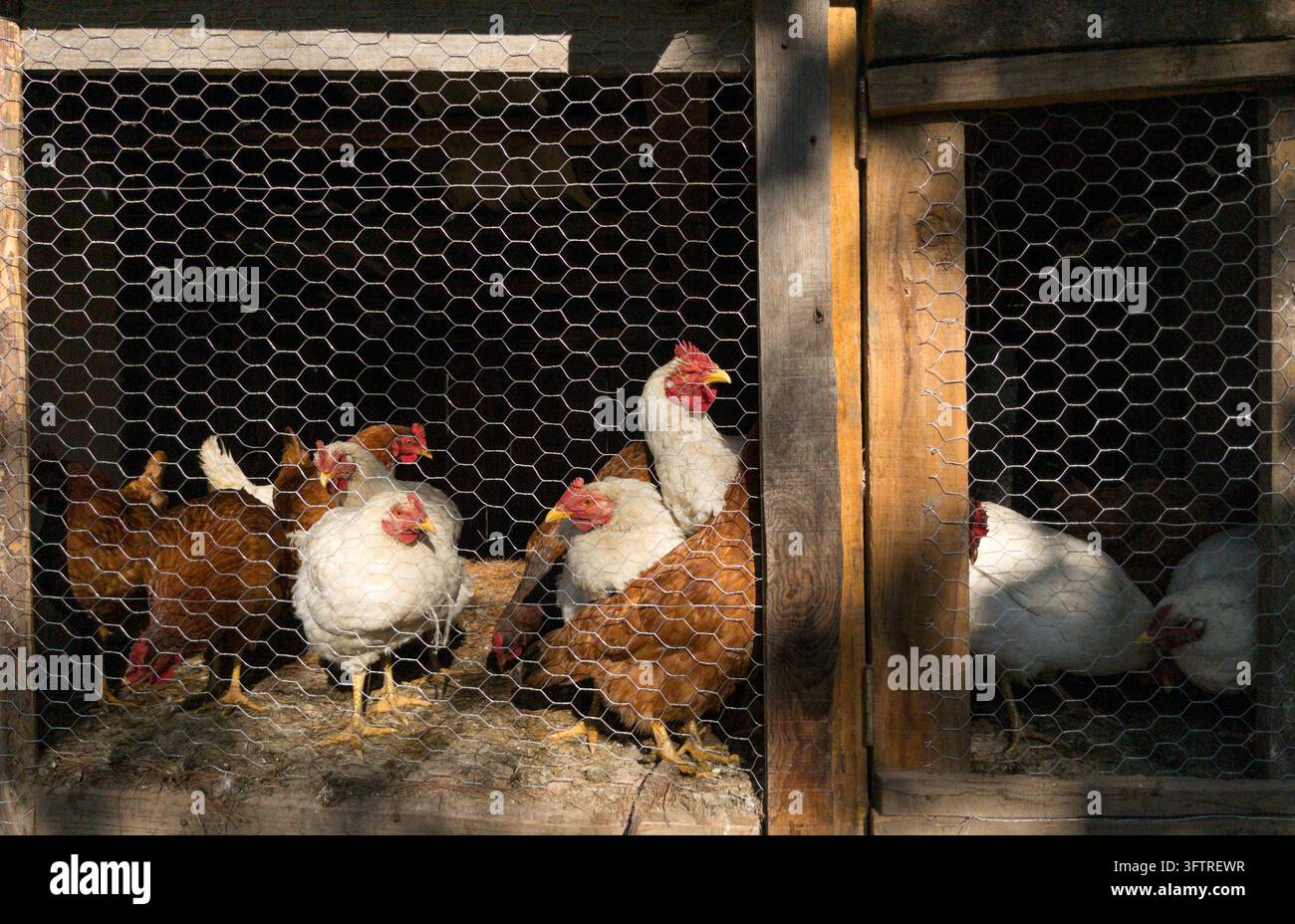 Polli bianchi e marroni che poggiano in un coop di legno con recinzione in filo metallico. Scenario rurale di allevamento avicolo biologico e allevamento tradizionale in un'azienda agricola in cui Foto Stock