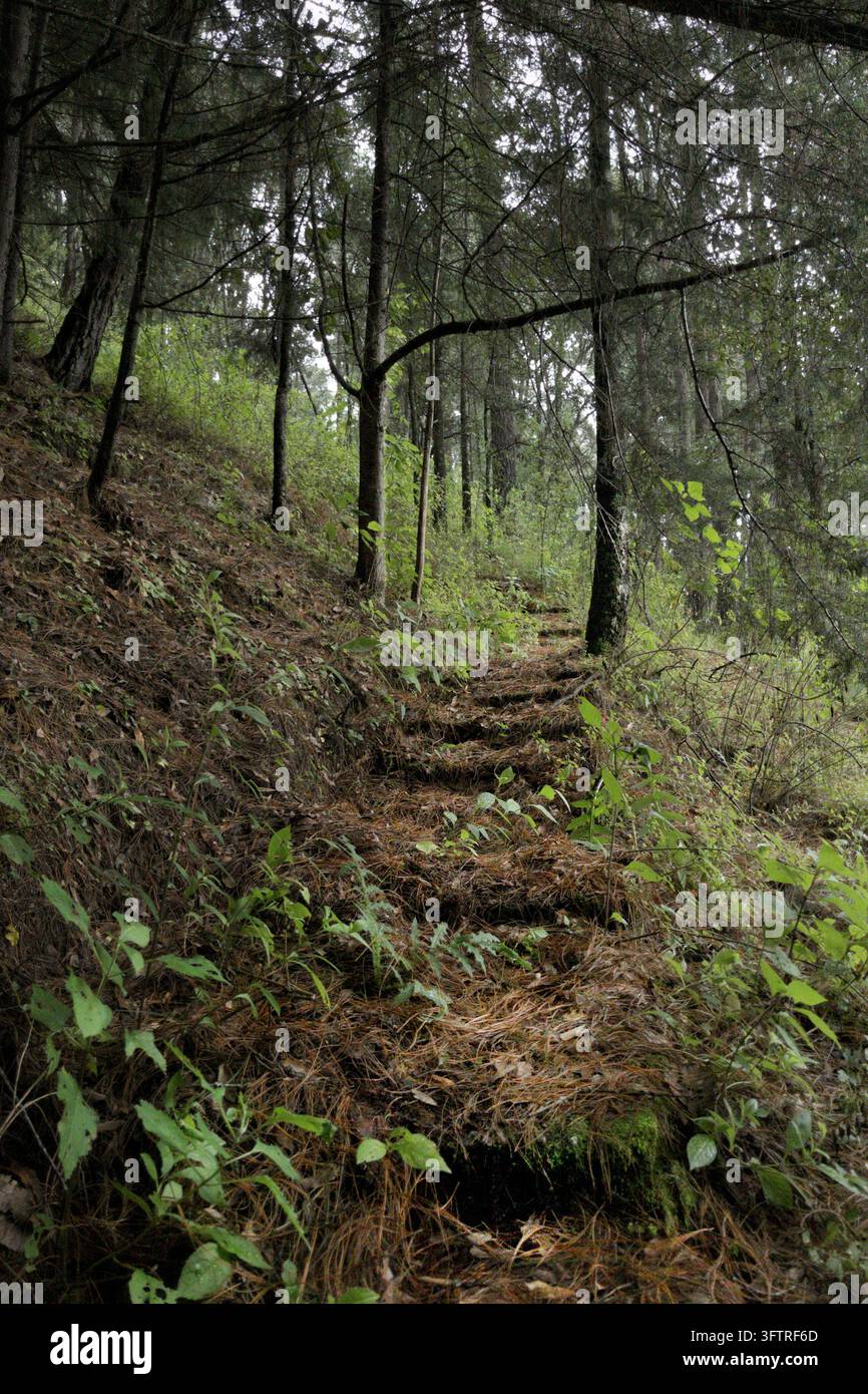 Gradini di terra rustici ricoperti di aghi di pino che portano su una collina boscosa. Foto Stock