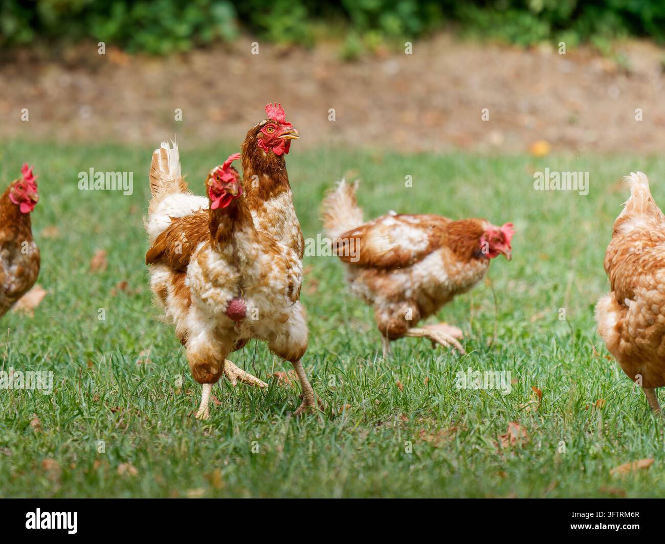 Polli Gallus gallus f. domesticus che camminano sull'erba all'aperto a Les Planches-en-Montagne. Foto Stock