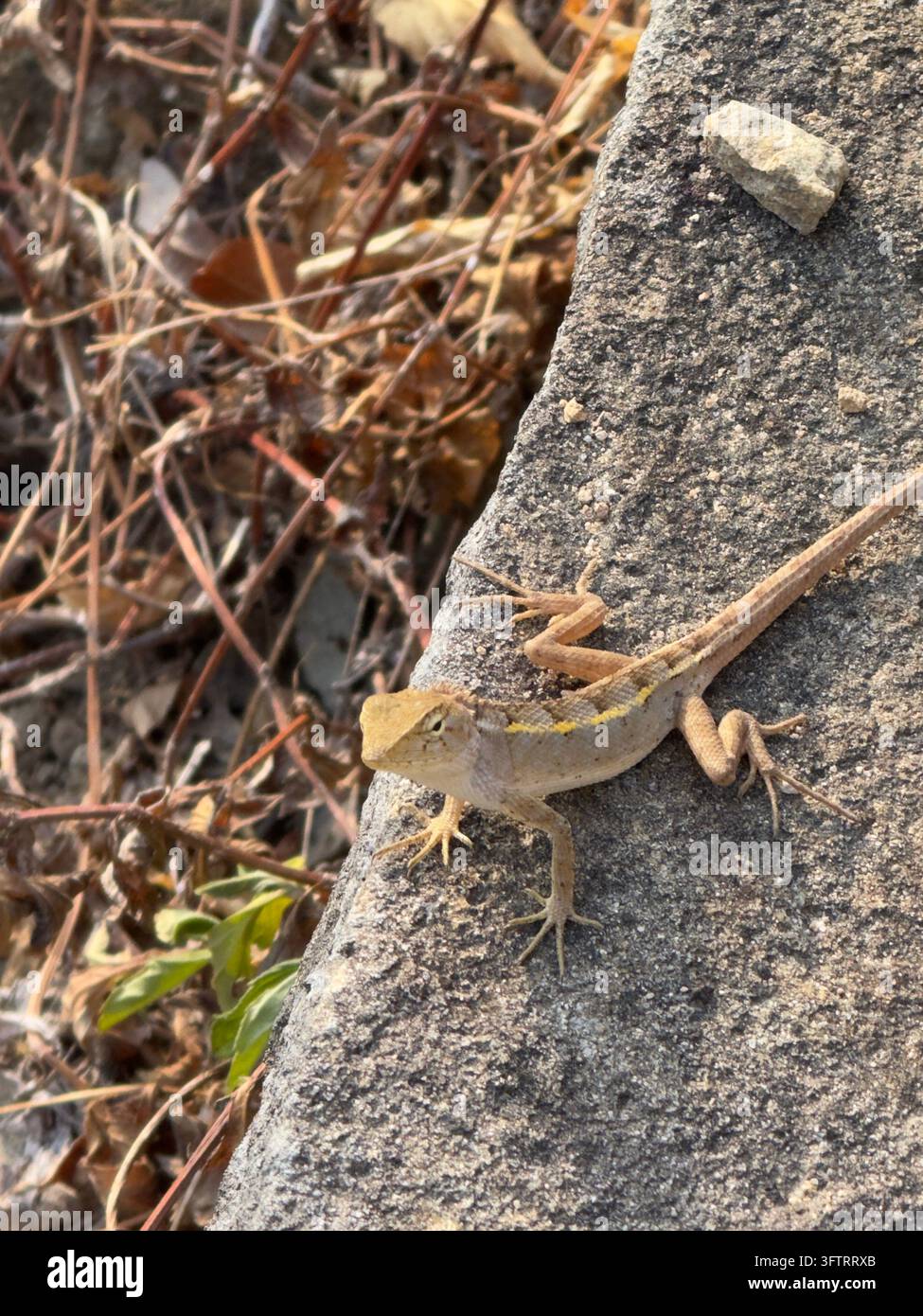 Piccola lucertola che si prende il sole su una superficie di cemento vicino a piante secche. Una piccola lucertola marrone chiaro si riposa su una superficie di cemento ruvida alla luce del sole, con rametti secchi Foto Stock