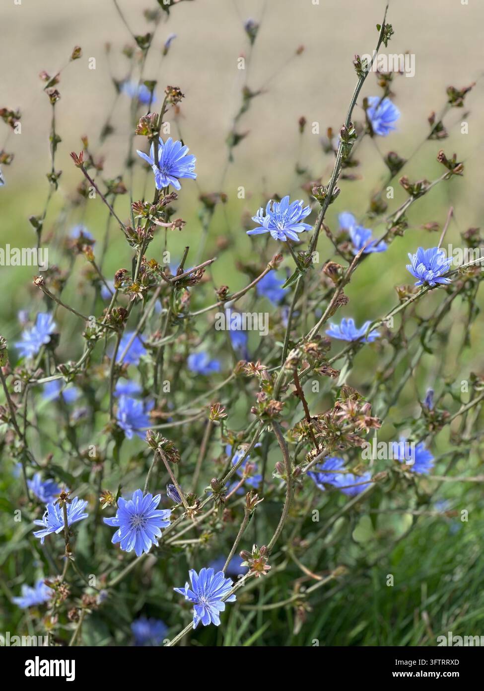 Fiori di cicoria blu che sbocciano su steli sottili in un prato estivo. Fiori di cicoria blu brillanti sbocciano su rami sottili e delicati contro un fondo sfocato e morbido Na - Immagine stock catturata con smartphone
