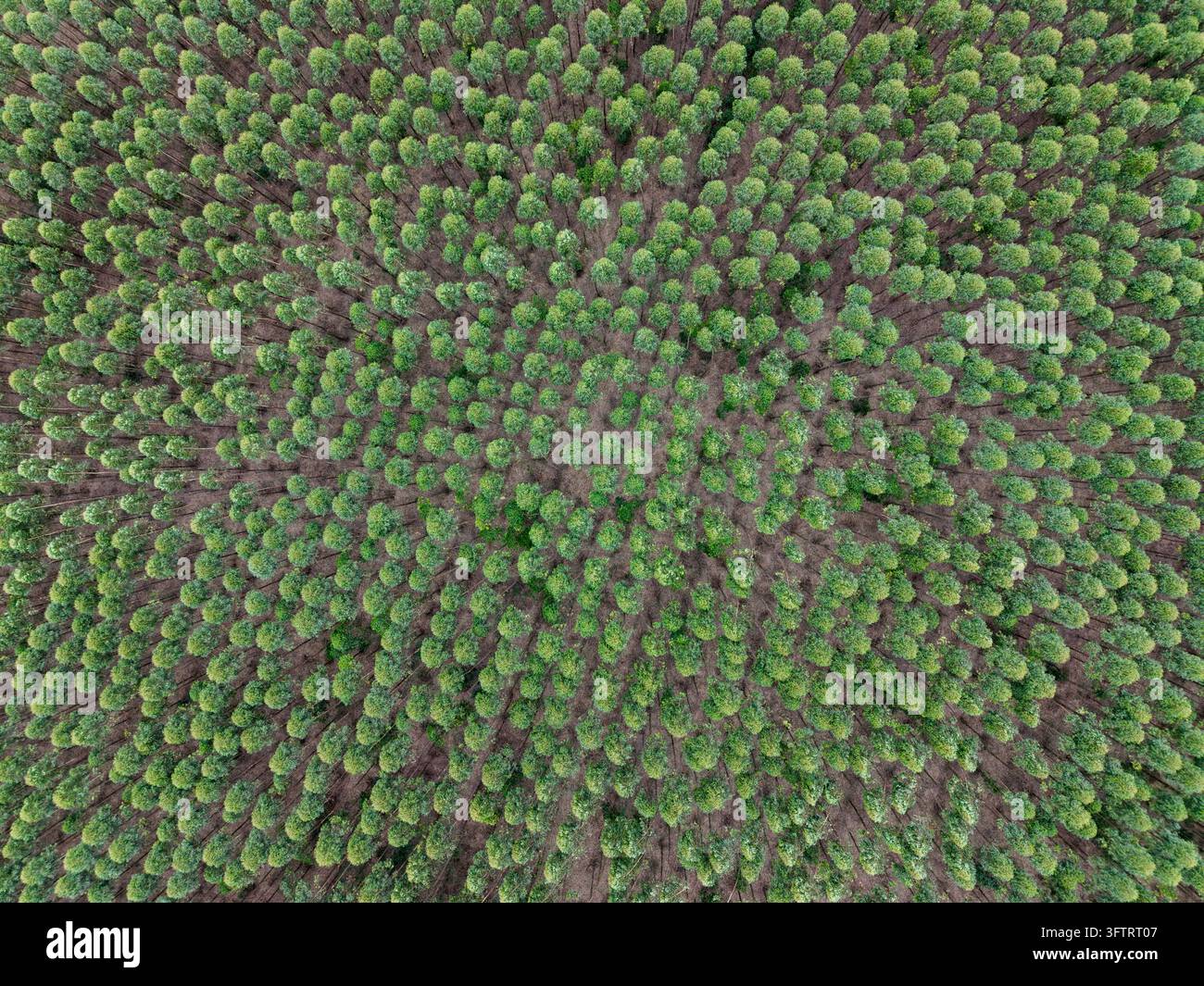 Vista aerea di una piantagione d'eucalipto densa con file di alberi verdi in Brasile. Foto Stock