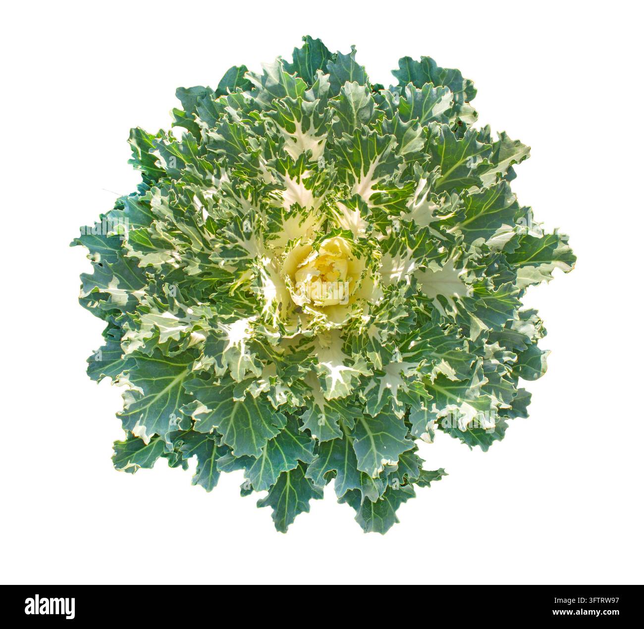 Cavolo ornamentale isolato su sfondo bianco, rosetta di cavolo verde e crema fiorita con foglie arricciate decorative per il design del giardino autunnale Foto Stock