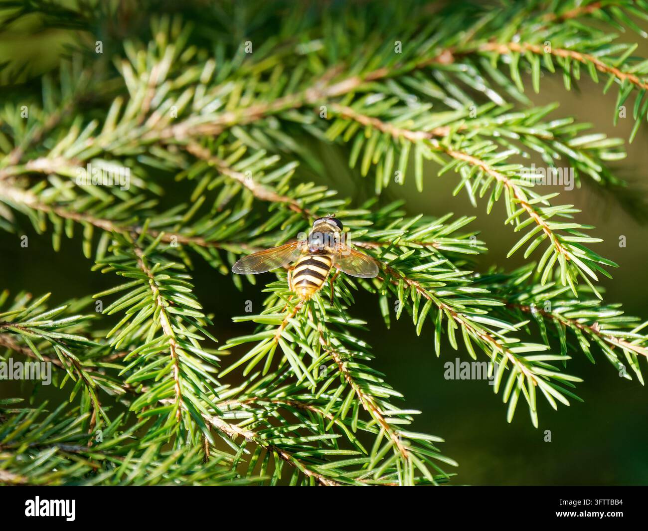 Mosca volante Sericomyia silentis che riposa su aghi di conifere a Frasne. Foto Stock