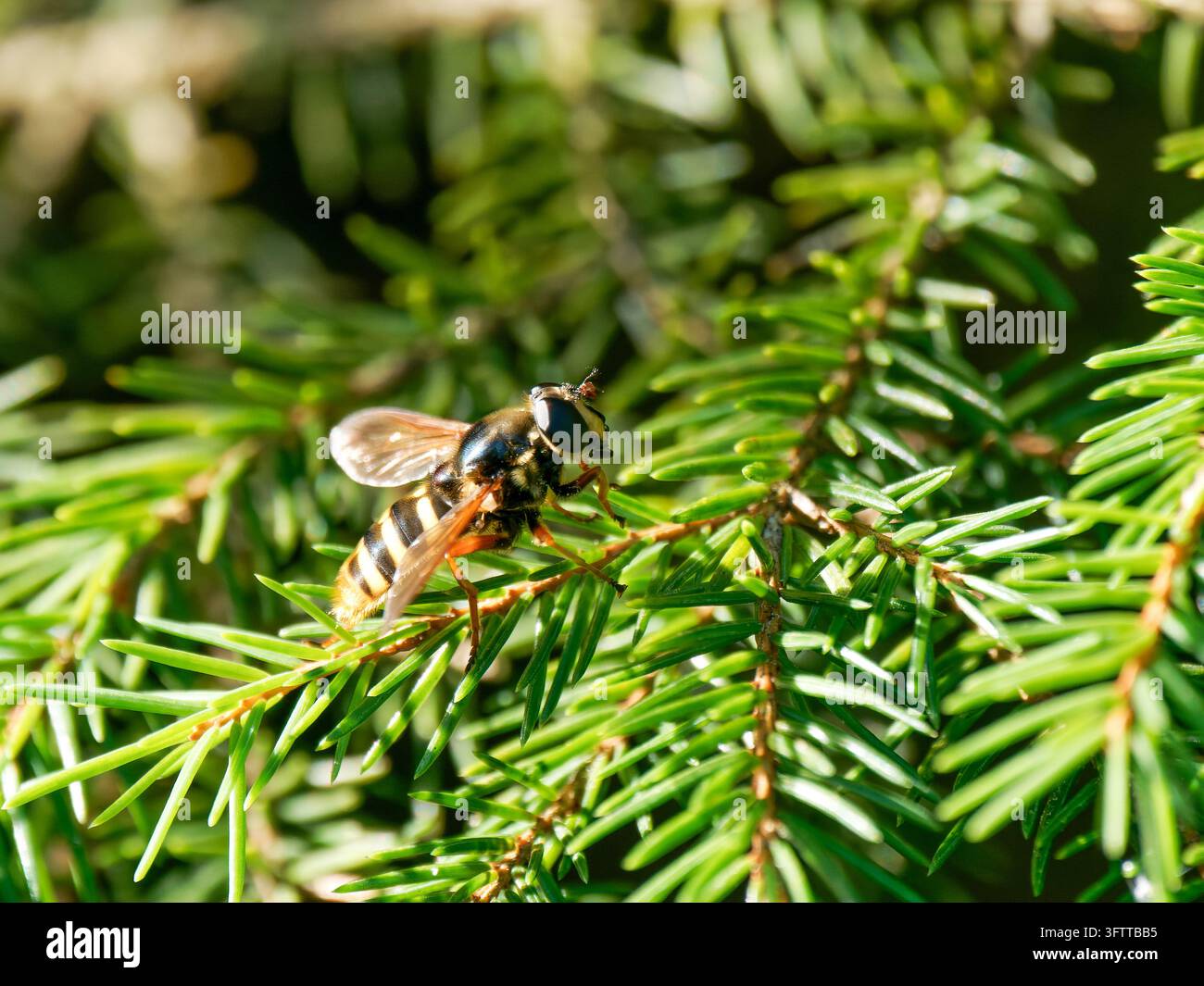 Mosca volatrice Sericomyia silentis appoggiata su aghi di conifere a Frasne Foto Stock