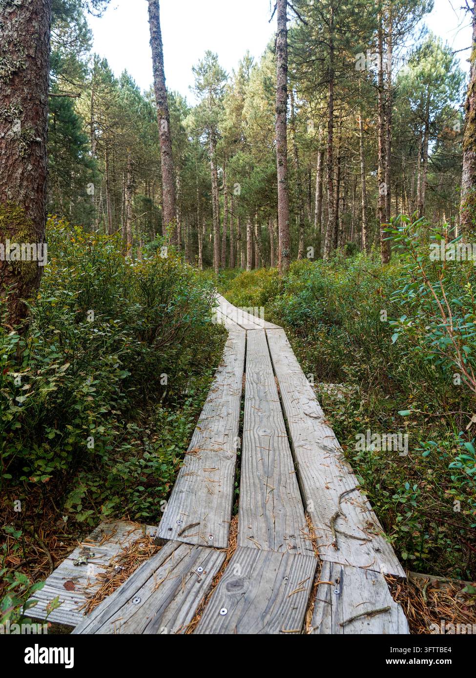 Passeggiata di legno in un'area umida boschiva a Frasne, Francia Foto Stock