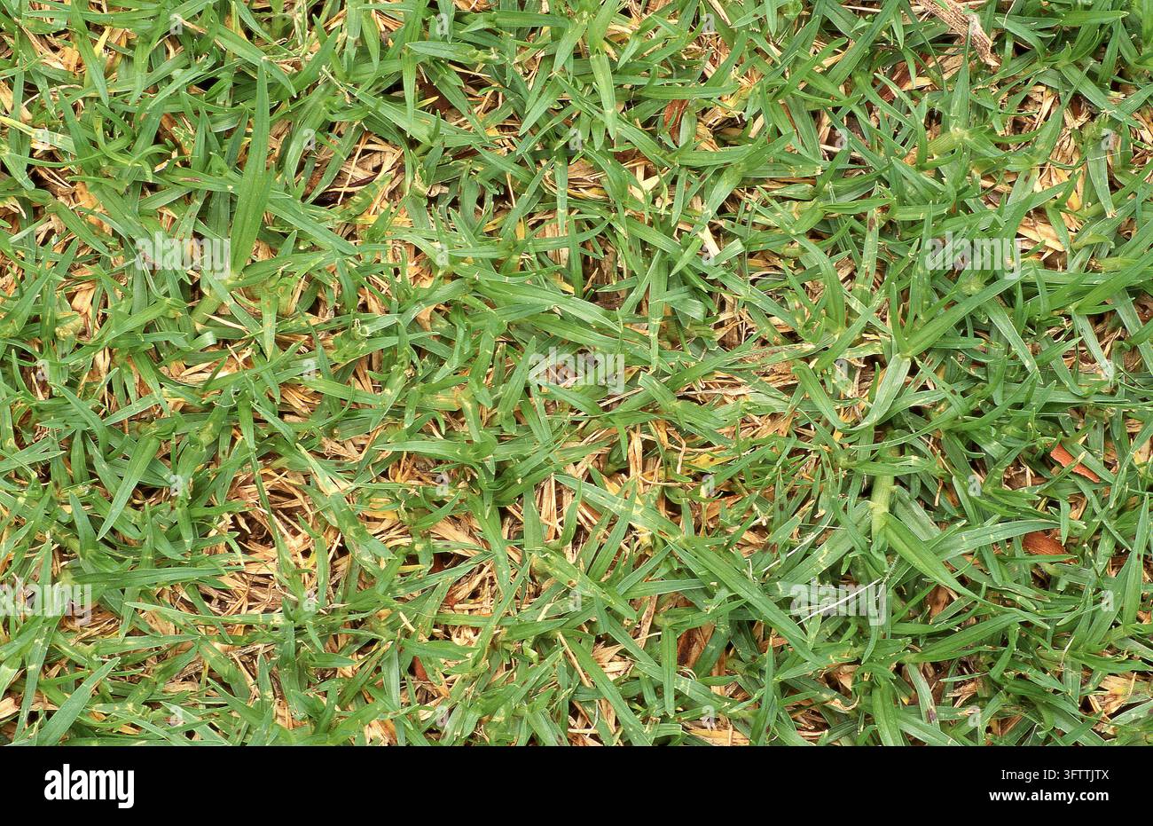 PRIMA VISTA DI ERBA DA PRATO RESIDENZIALE KIKUYU (CENCHRUS CLANDESTINUS) AUSTRALIA. Foto Stock