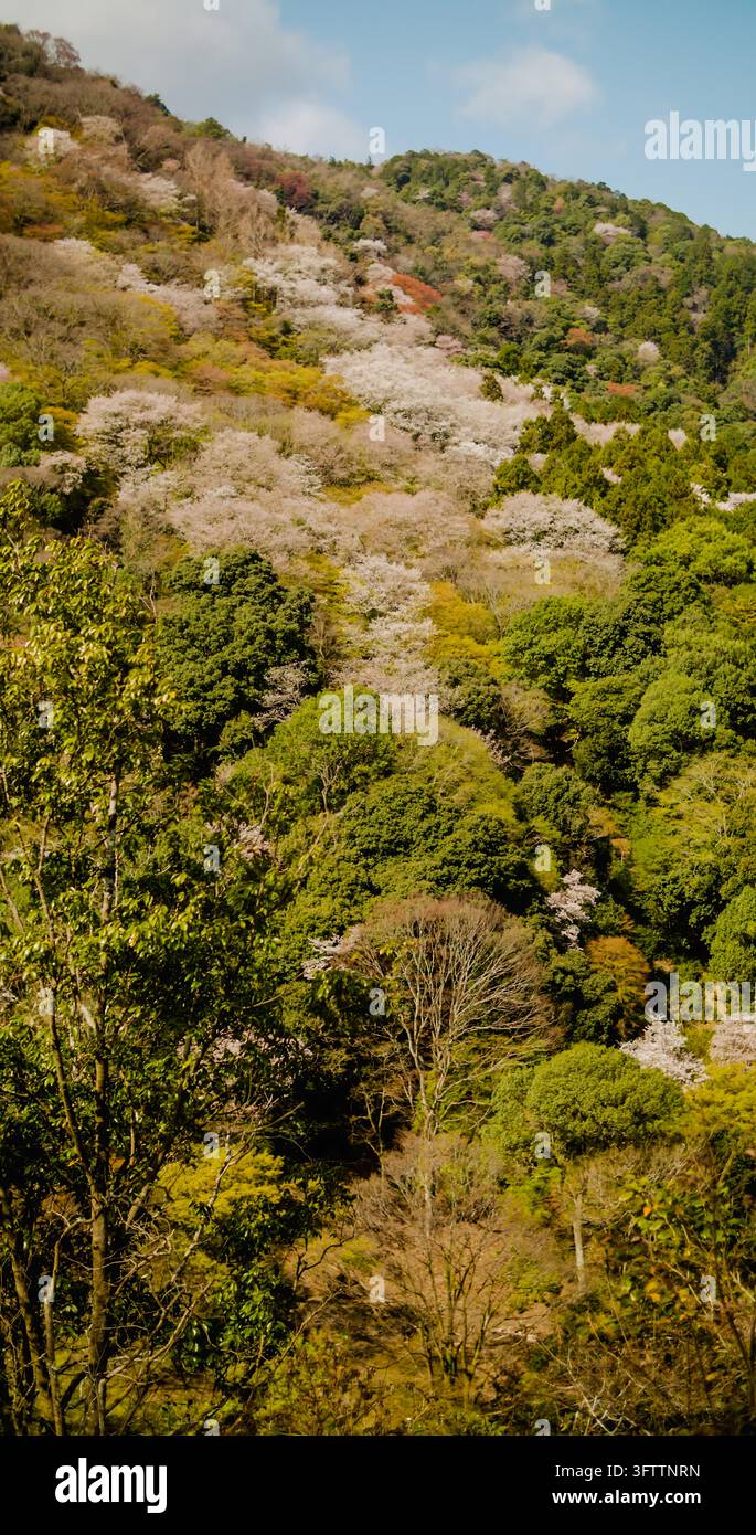 Kyoto, Prefettura di Kyoto, Giappone – 10 aprile 2025: Vista della collina di Arashiyama ricoperta di fiori di ciliegio in fiore e alberi verdi rigogliosi sotto un cielo sereno Foto Stock