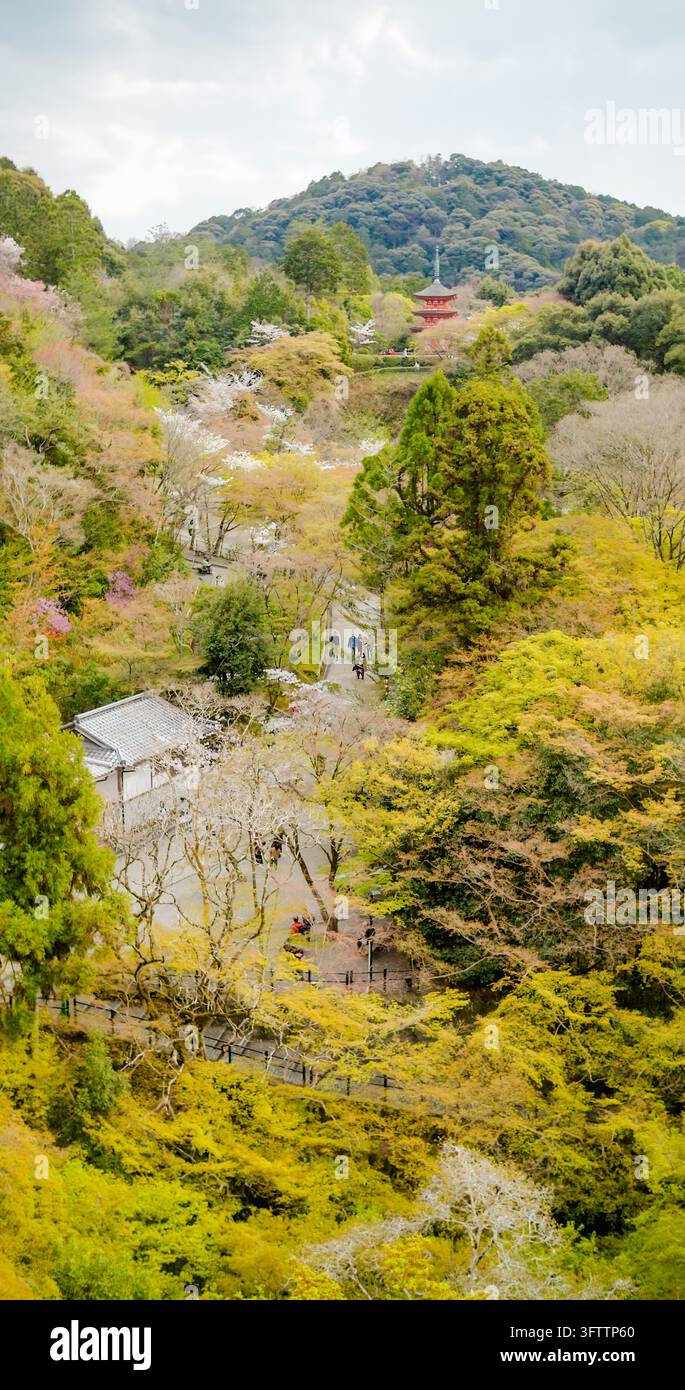 Kyoto, Giappone – 09 aprile 2025: Vista di un parco sereno a Kyoto con fiori di ciliegio in fiore, alberi verdi rigogliosi, una pagoda tradizionale in lontananza, un Foto Stock