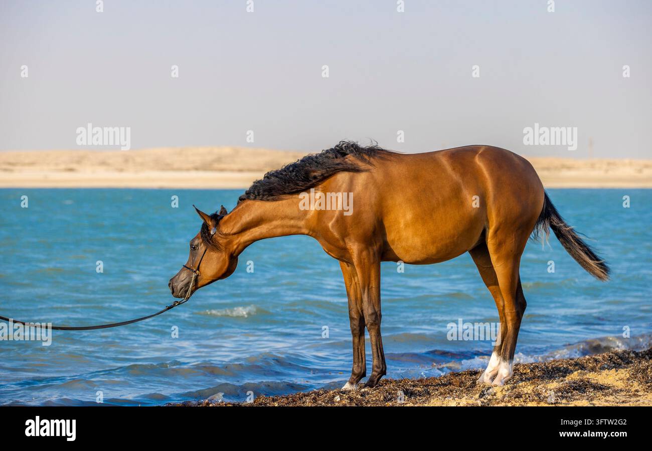 Un bellissimo cavallo arabo baio da mostra in piedi sulla riva della spiaggia sabbiosa, con il muso immerso verso l'acqua blu dell'oceano. Foto Stock