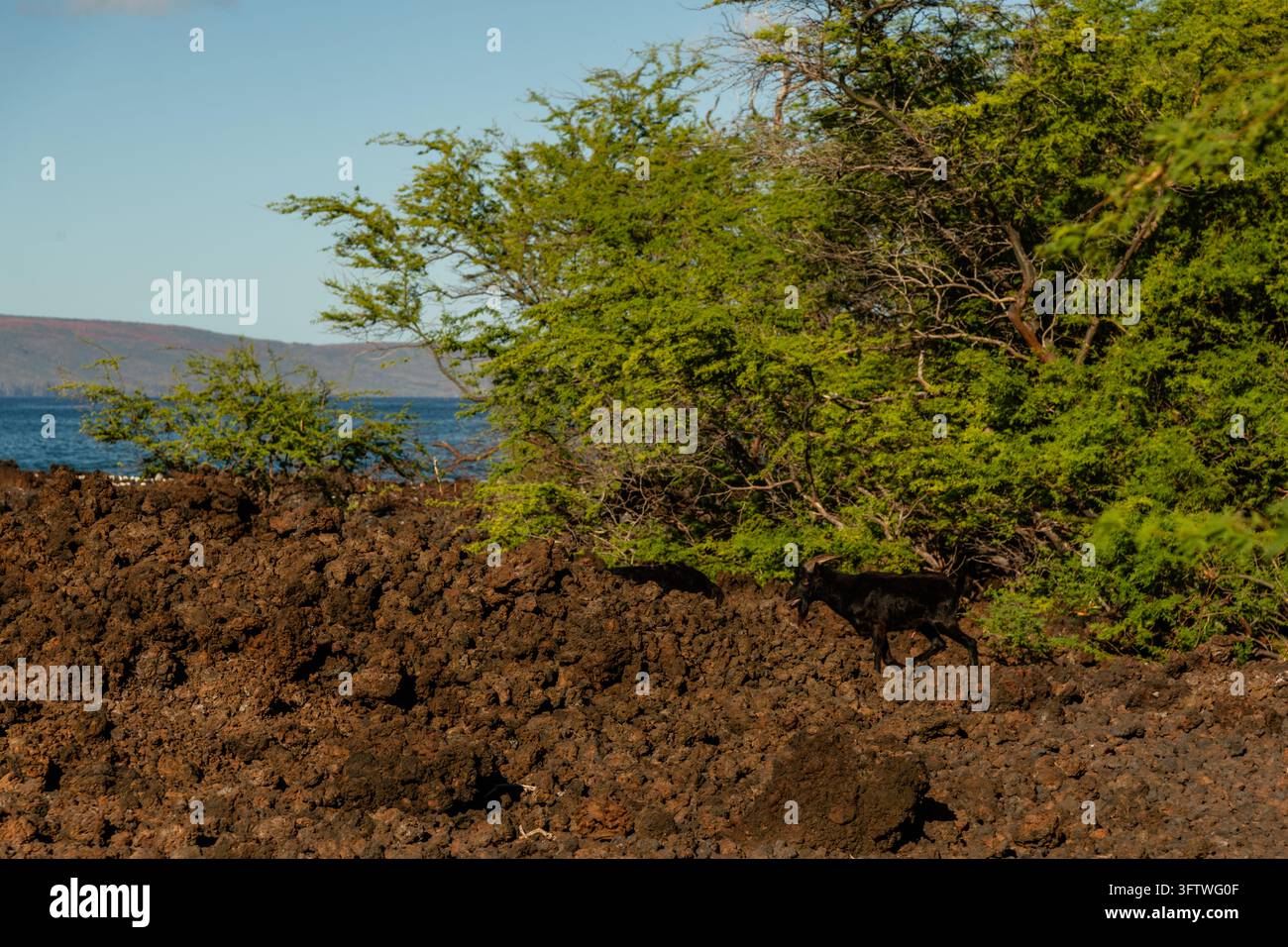 Capre selvatiche sul sentiero Hoapili all'alba, Maui, Hawaii Foto Stock