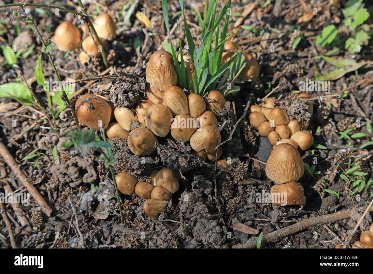 Diversi grappoli di piccoli funghi marroni crescono densamente nel terreno, con cappelli strutturati, circondati da erba, ramoscelli e foglie cadute, mostrando la natura Foto Stock