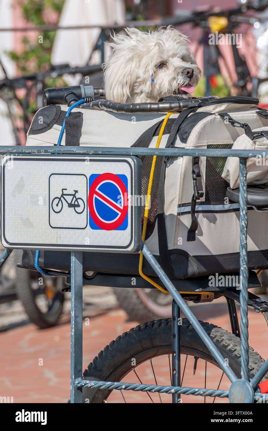 Un piccolo cane bianco viene trasportato in una borsa per animali fissata al portapacchi di una bicicletta Foto Stock